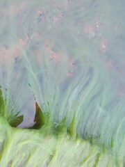 Cladophora glomerata