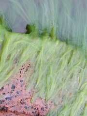 Cladophora glomerata