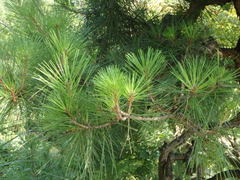 Pinus thunbergii