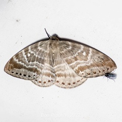 Cyclidia rectificata