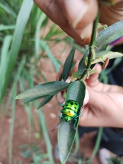 Calliphara excellens