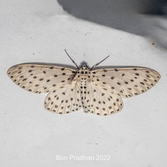 Antipercnia belluaria