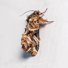 Callopistria repleta