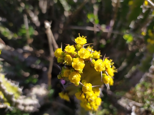 Euphorbia pseudocactus, photograph 6