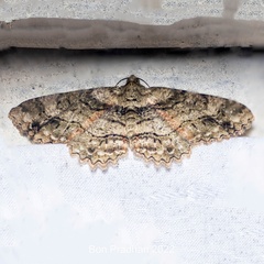 Paradarisa comparataria