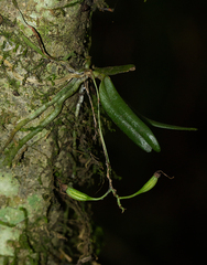 Image of Mystacidium tanganyikense