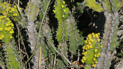 Image of Euphorbia pseudocactus by no rights reserved