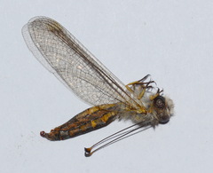 Bubopsis hamata