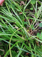 Carex