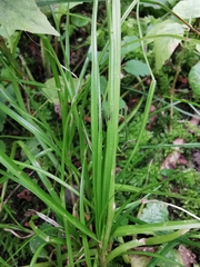Carex