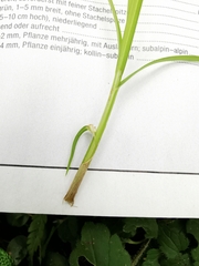 Carex