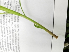 Carex
