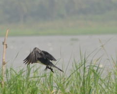 Microcarbo africanus