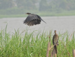 Microcarbo africanus