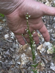 Arabis pycnocarpa adpressipilis