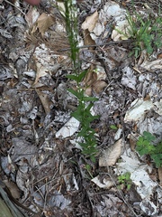 Arabis pycnocarpa adpressipilis