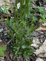 Arabis pycnocarpa adpressipilis