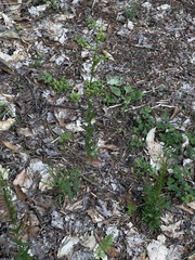 Arabis pycnocarpa adpressipilis