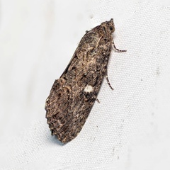 Noctuoidea