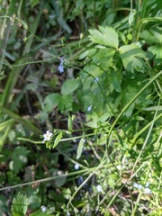 Myosotis cespitosa