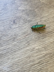 Lamprodila mirifica