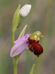 Ophrys apifera almaracensis