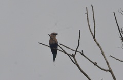 Coracias cyanogaster