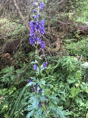 Aconitum variegatum