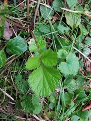 Geum urbanum