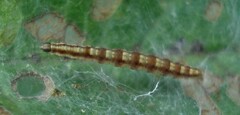 Swammerdamia pyrella