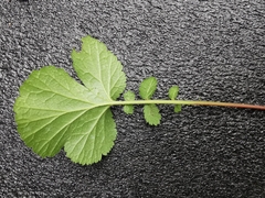 Geum urbanum