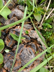 Byssonectria terrestris