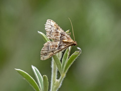 Endotricha rogenhoferi