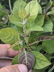 Paederia lanuginosa