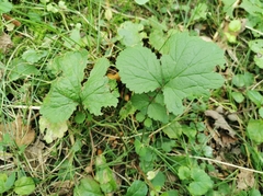 Geum urbanum