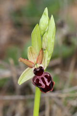 Ophrys sphegodes passionis