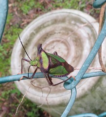 Pentatoma parametallifera