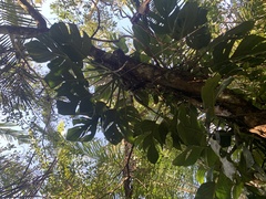 Monstera spruceana