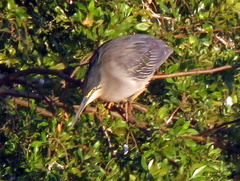 Butorides striata atricapilla