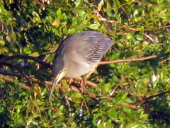 Butorides striata atricapilla