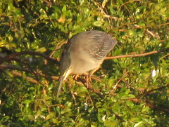 Butorides striata atricapilla