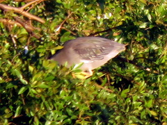 Butorides striata atricapilla