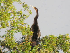 Anhinga rufa rufa