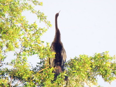 Anhinga rufa rufa