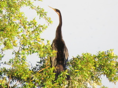 Anhinga rufa rufa