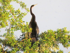 Anhinga rufa rufa