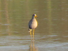 Vanellus senegallus lateralis