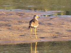 Vanellus senegallus lateralis