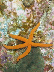 Ophidiaster confertus