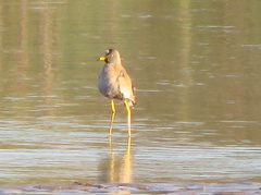 Vanellus senegallus lateralis